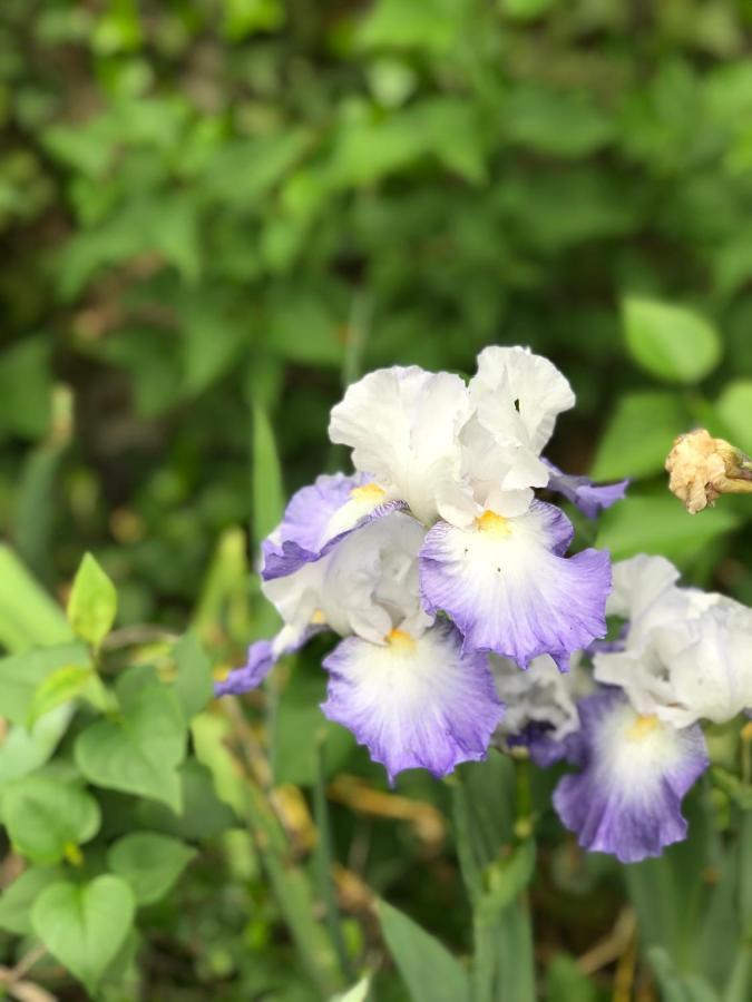 Villaines-les-Rochers Gite Ecrin D'Artiste מראה חיצוני תמונה